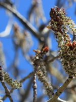 Catkins Are Forming 2 - May 2013