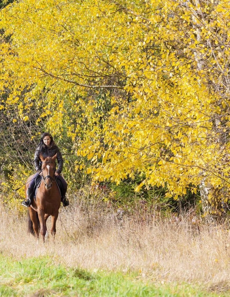 equestrian on horseback in autumnal nature