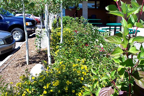 pagosa springs flowers