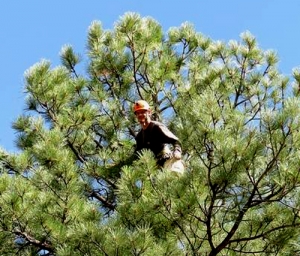 Climber harvesting pine cones