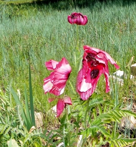 Pink Poppy in Bloom